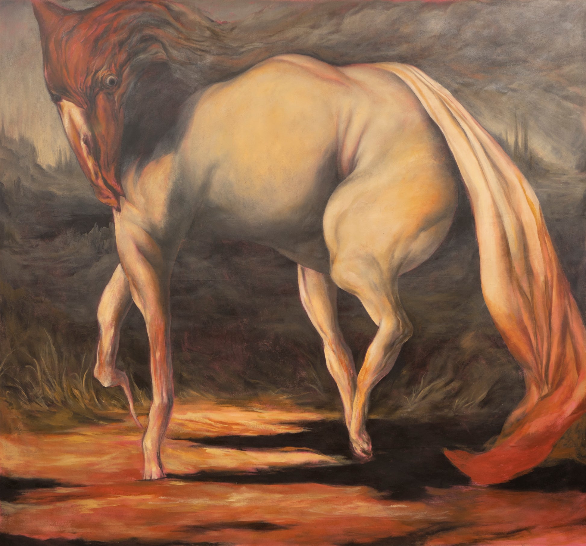 Bucephalus